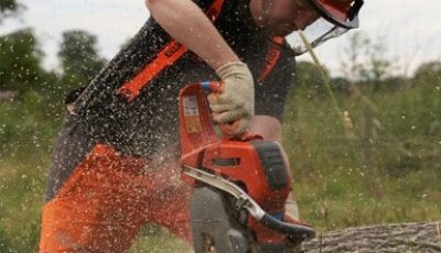 ფოტო- ხე-ტყის დაზადება